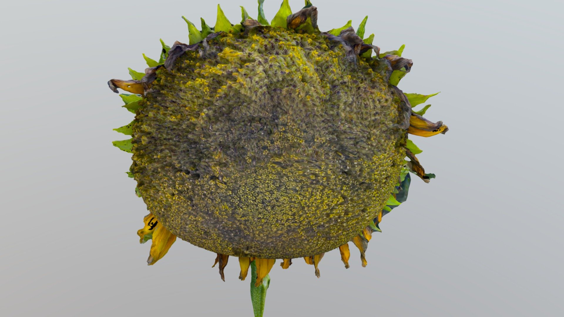 Sunflower august