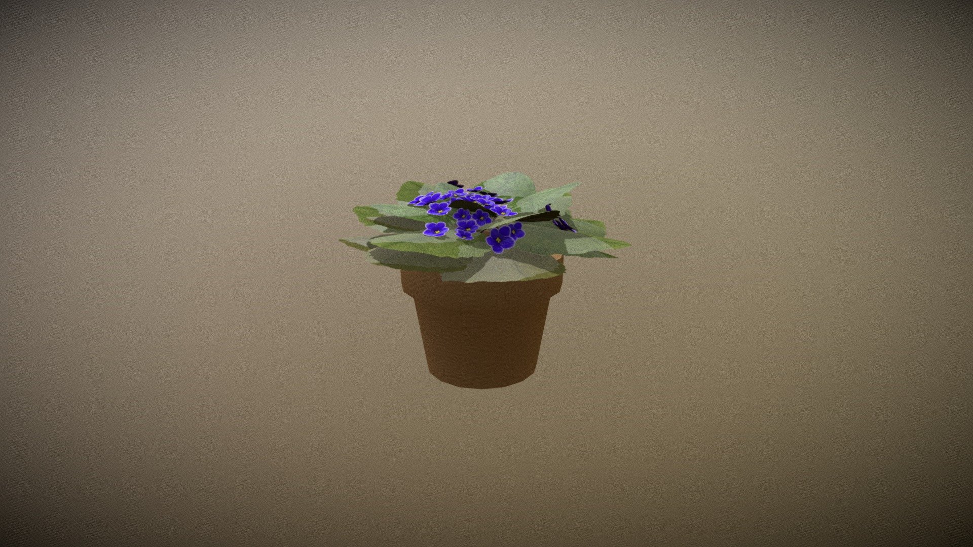 AfricanViolet