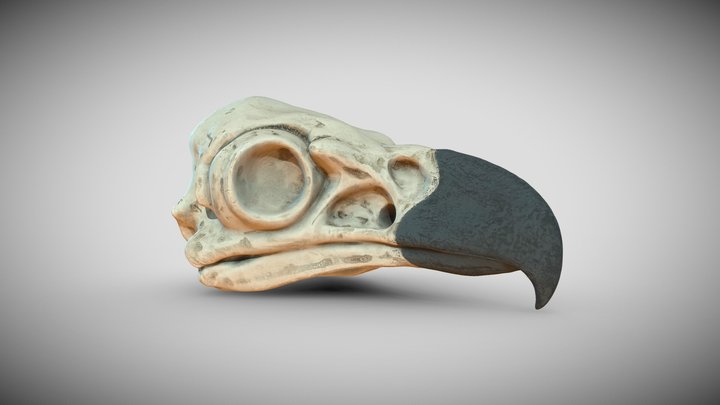 Bird Skull (Photogrammetry) 3D Model