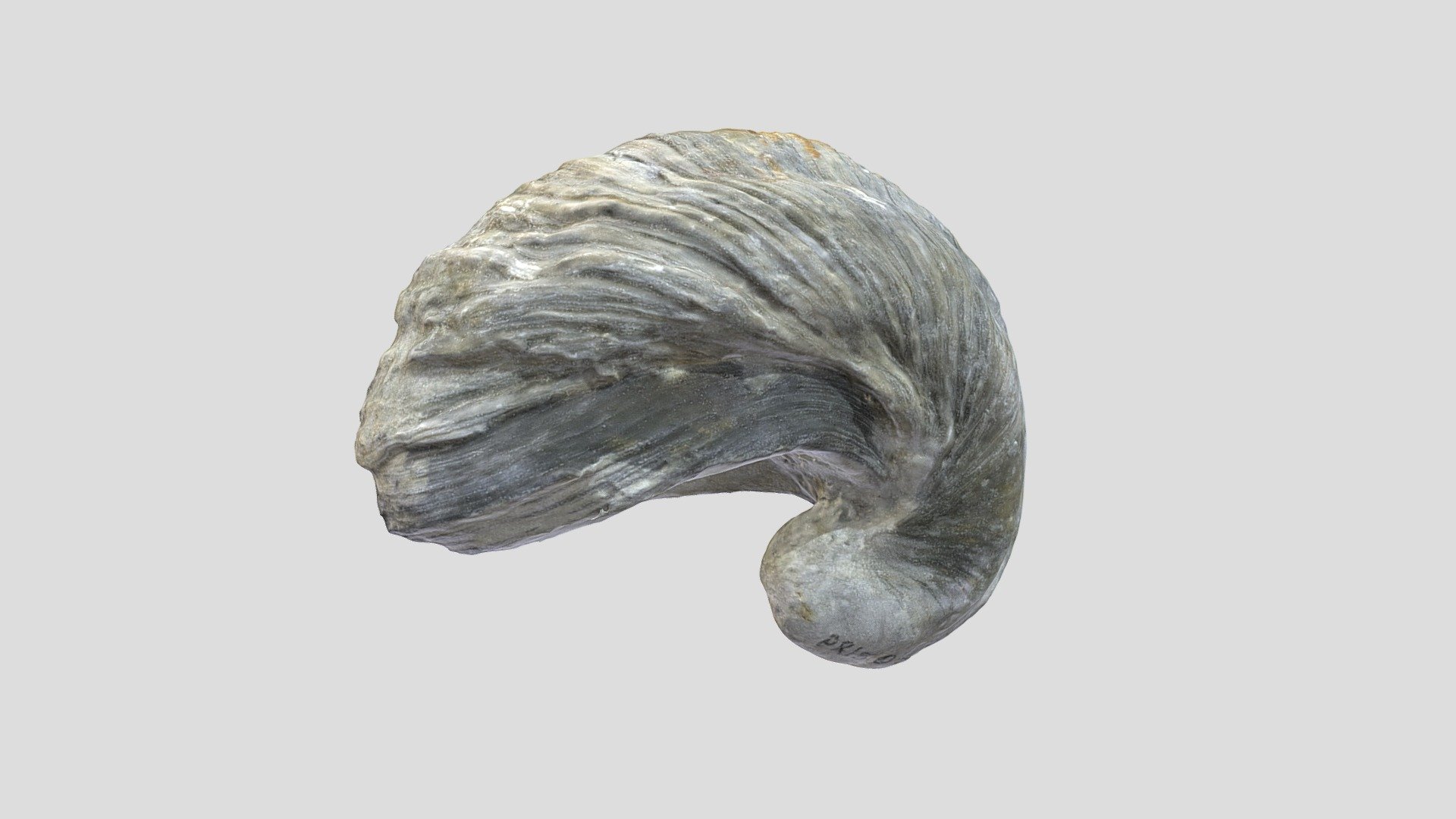 Unknown Fossil