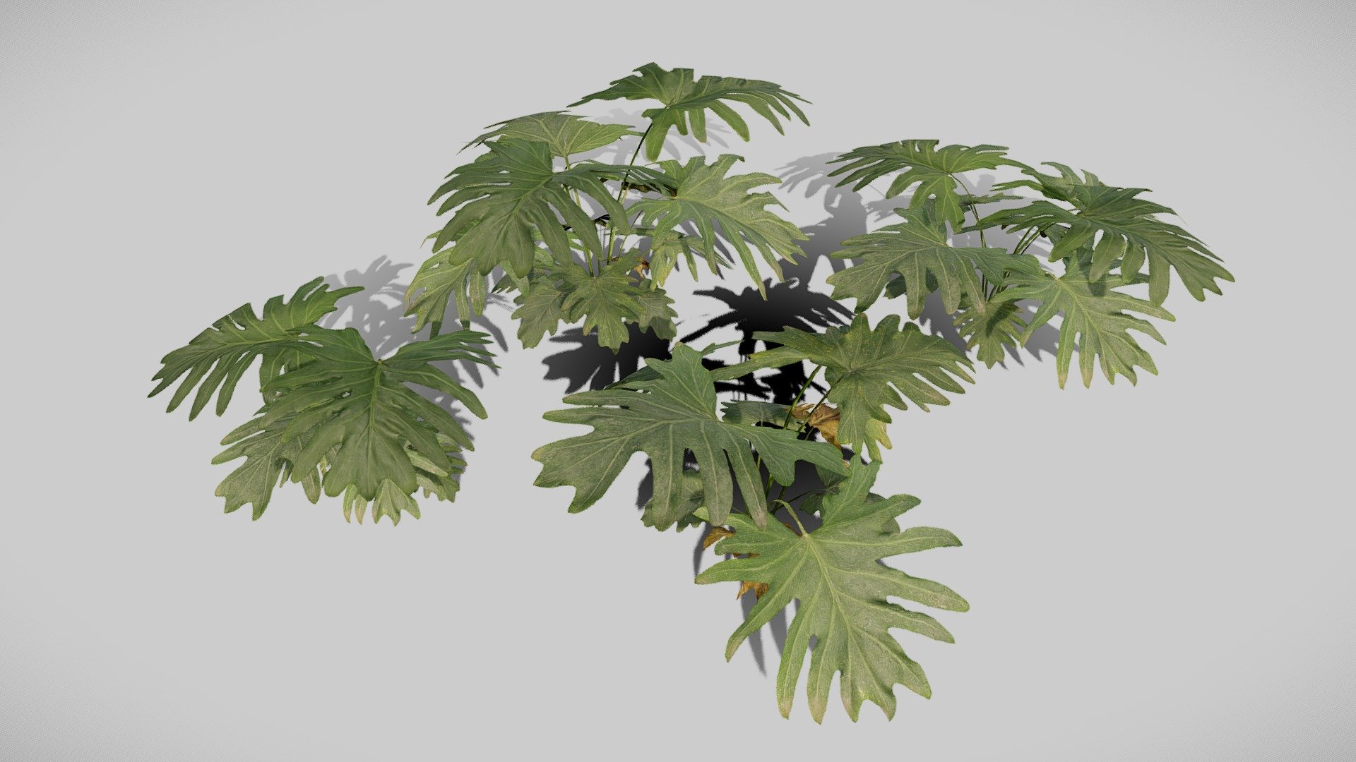 Philodendron Plant - Buy Royalty Free 3D model by Paul (@nathan.d1563 ...