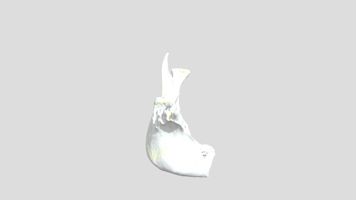 Hemimandible Modern Homo sapiens 3D Model