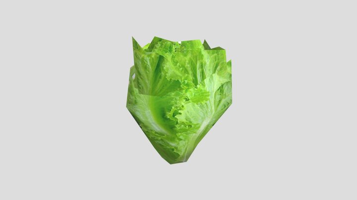 Lettuce03 3D Model