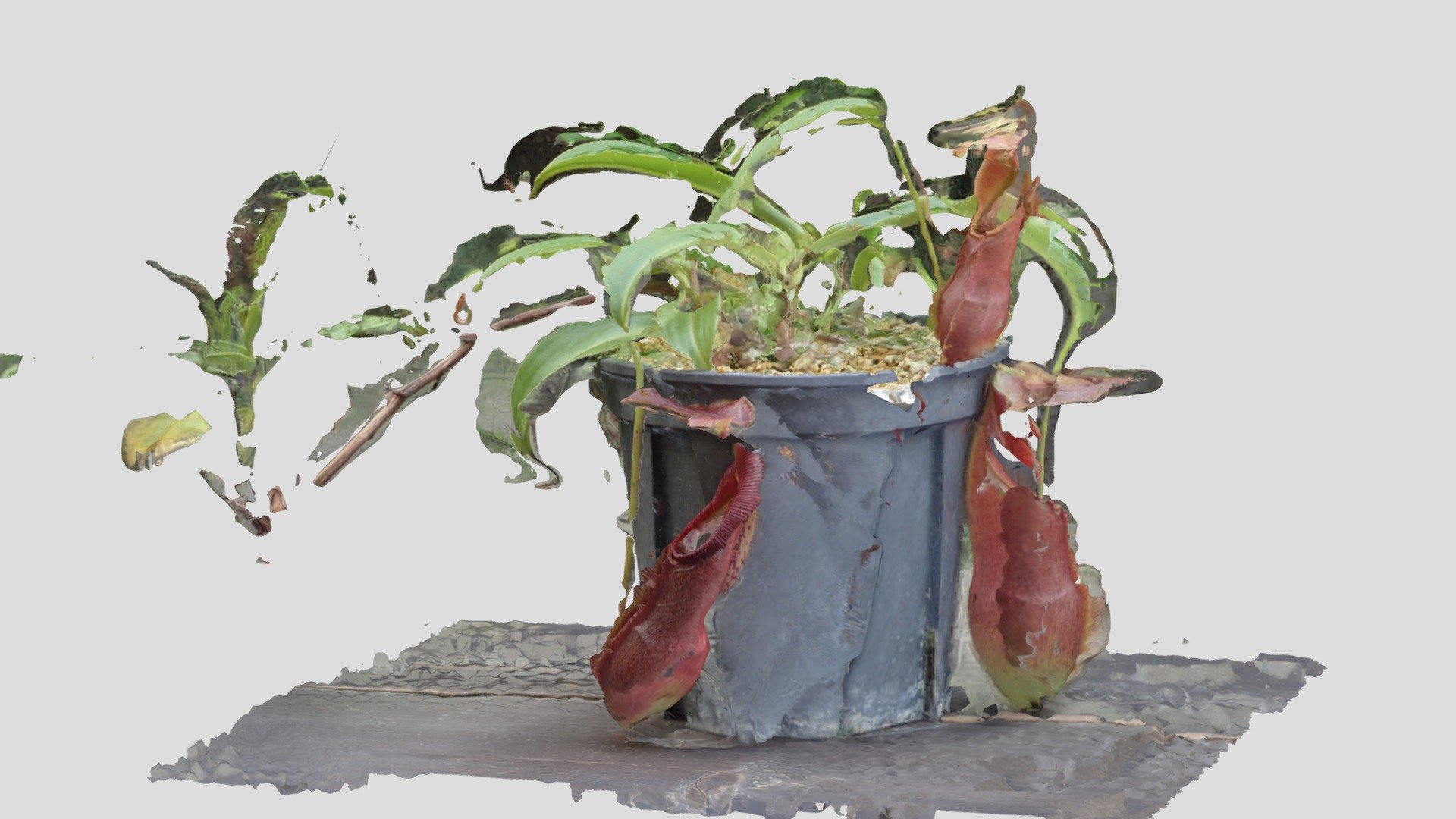 食虫植物 by K. Ishizaka