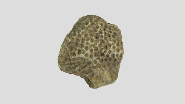 Fossil Coral, North Wales 3D Model