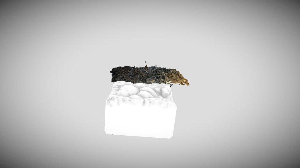 scan of a fresh footprint of a young Amur tiger.
