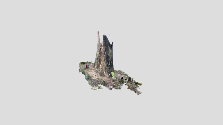 Climbed Tree 3D Model