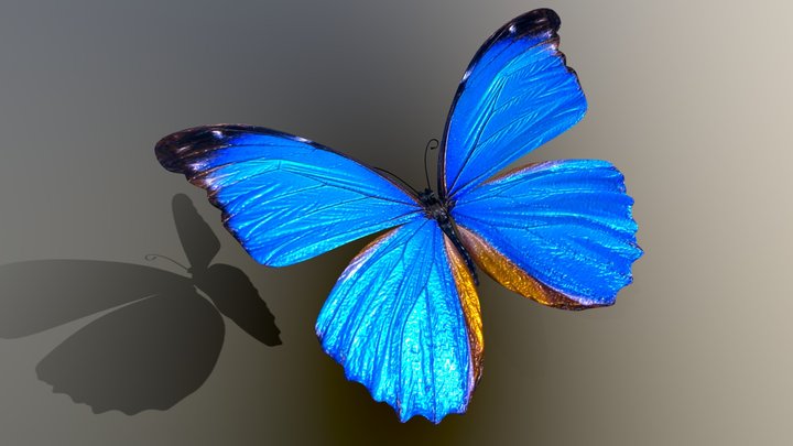 blue butterfly 3D Model