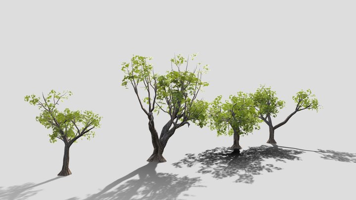 Oak Trees 3D Model