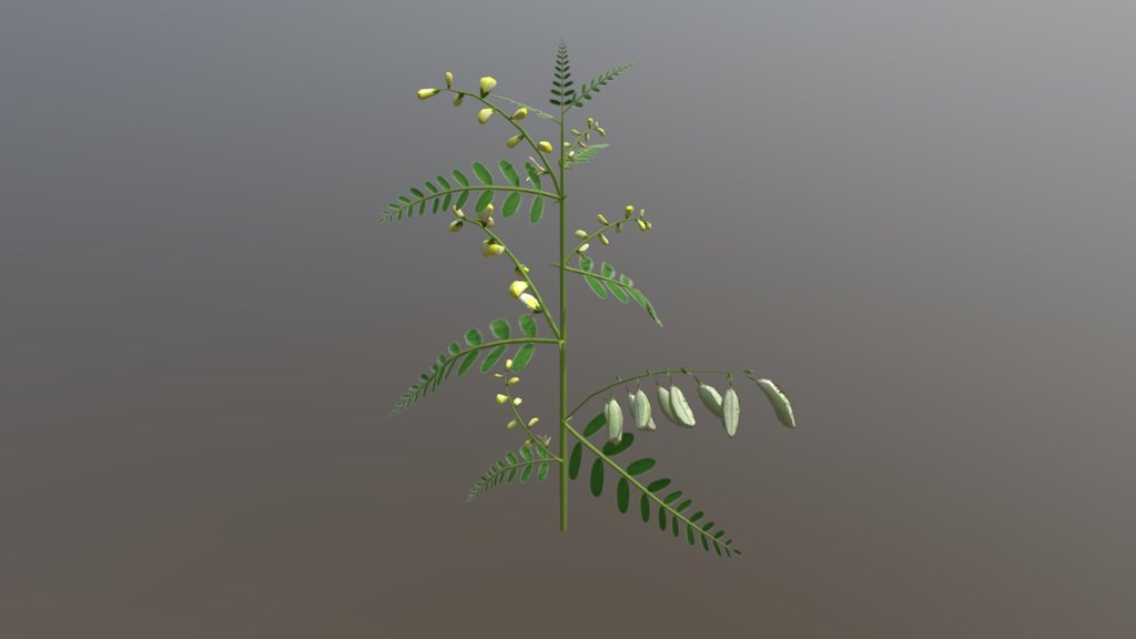 黄芪（ Astragalus）