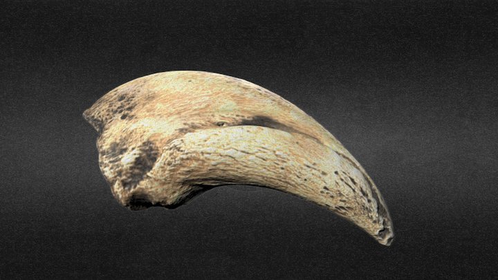 Tyrannosaurus Claw | Crafanc Tyranosor 3D Model