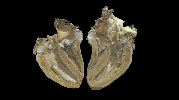 Plastinated Sheep Heart #0003 3D Model