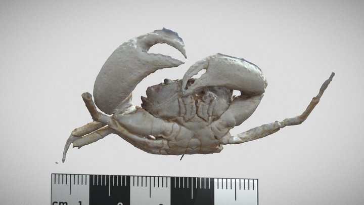 Krabas 3D Model