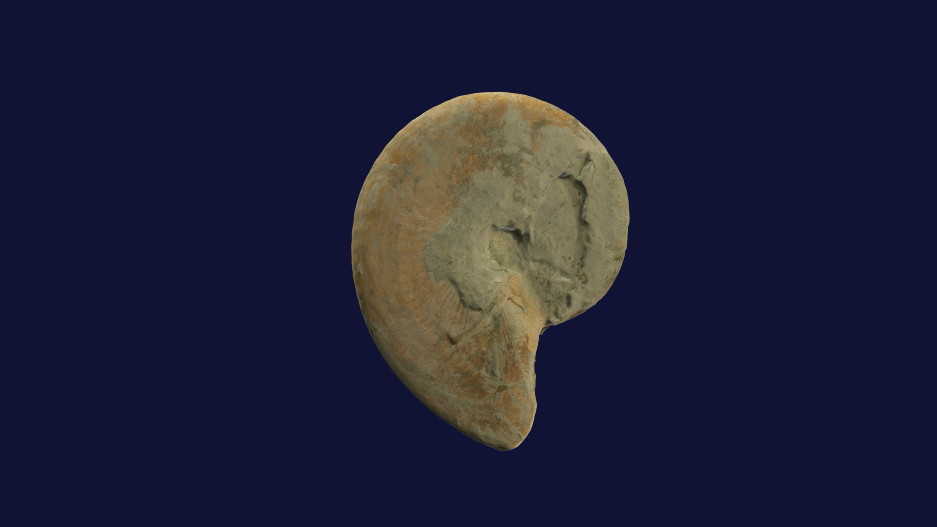 3D model Engonoceras sp. - This is a 3D model of the Engonoceras sp.. The 3D model is about a close-up of a moon.