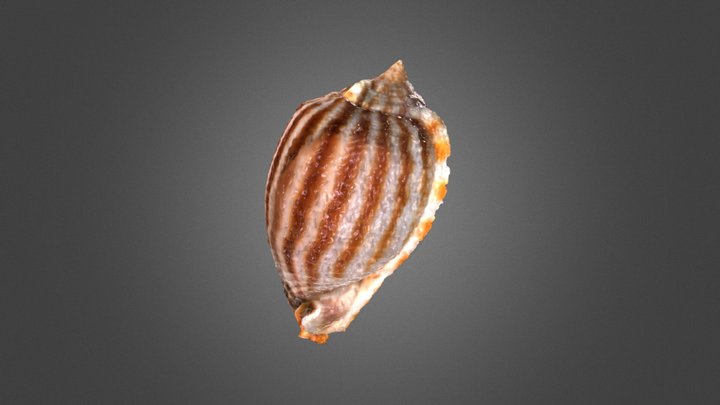 螺3 3D Model