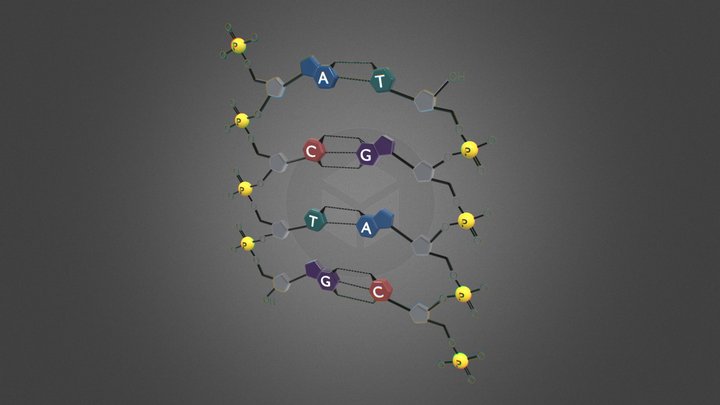 DNA Nucleotide