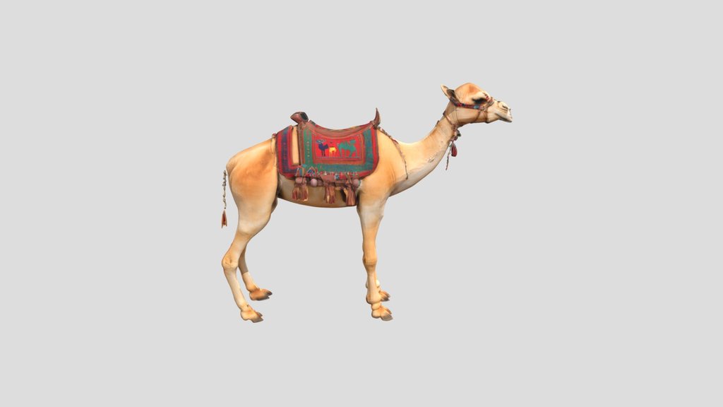 Tunisian camel