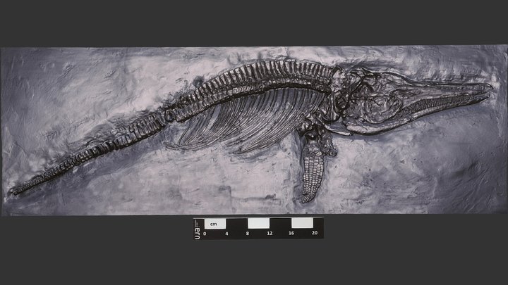 Ichthyosaurus communis (Jurásico Inferior) 3D Model