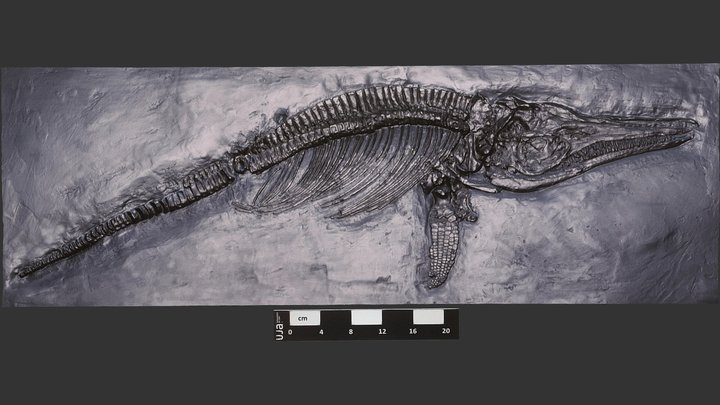 Ichthyosaurus communis (Jurásico Inferior) 3D Model