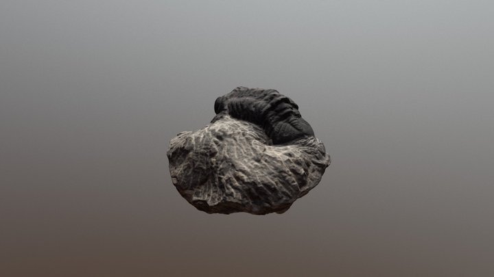 trilobite 3D Model