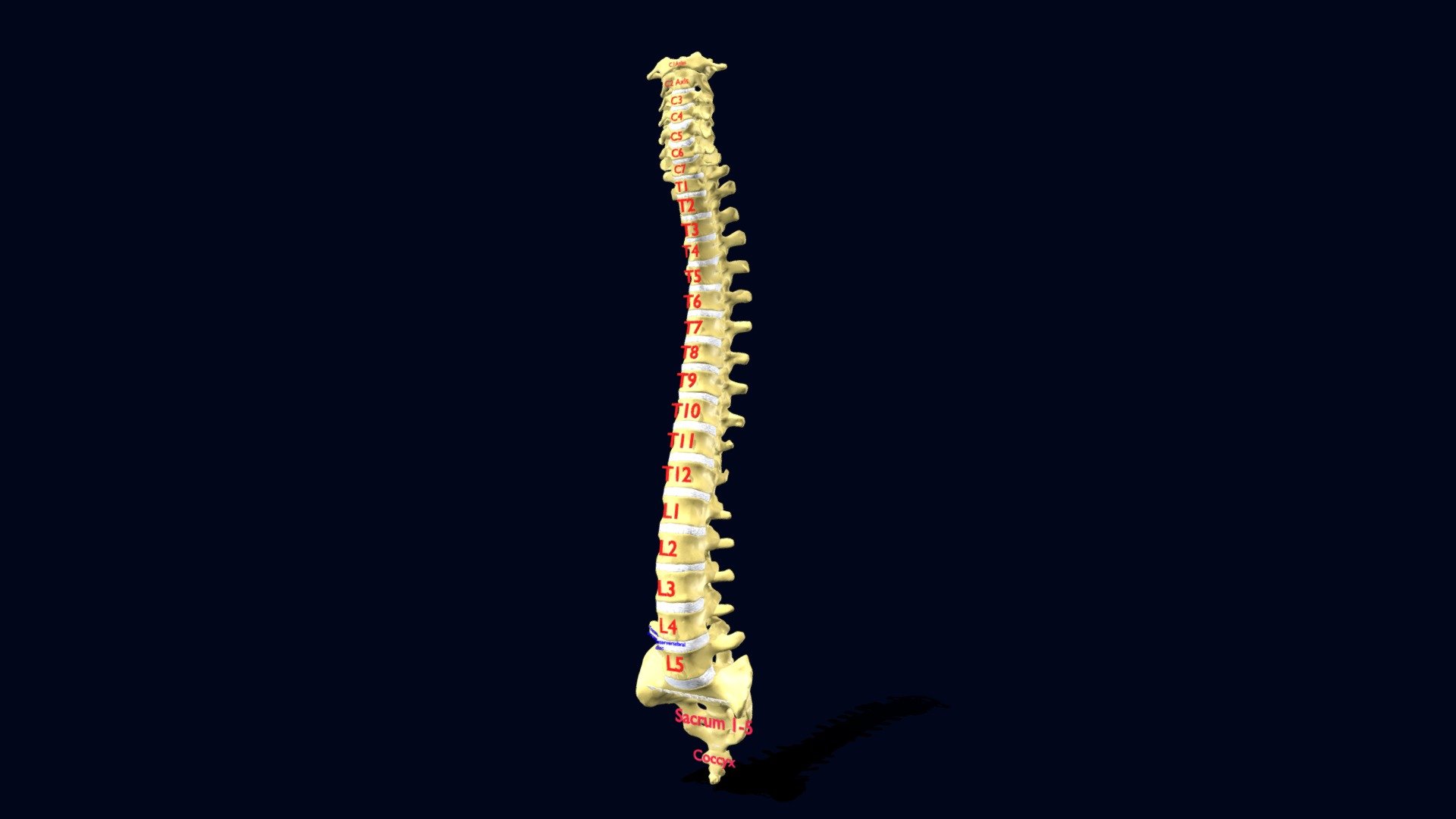 Vertebrae vertebral column labelled text detail