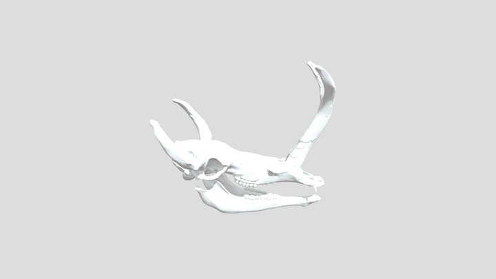 Synthetoceras tricornatus Skull – Kostenloses 3D-Modell STL