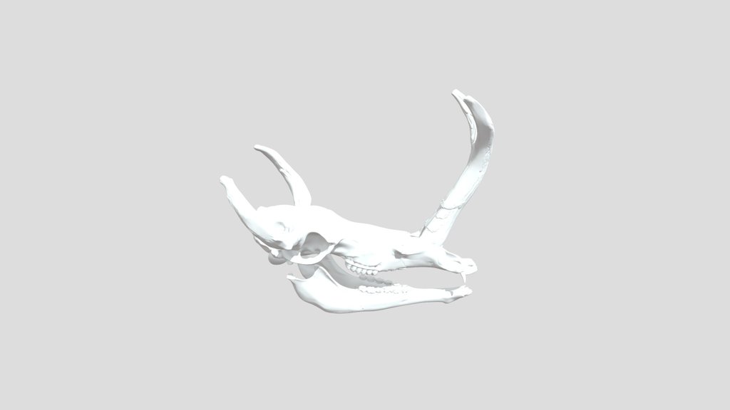 Synthetoceras tricornatus Skull