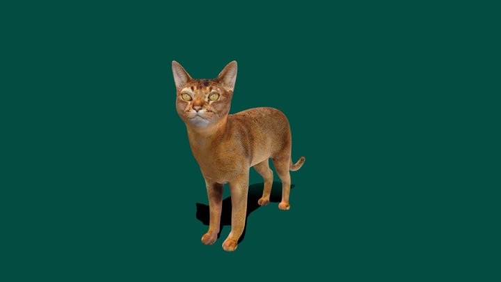 Abyssinian_Cat 3D Model