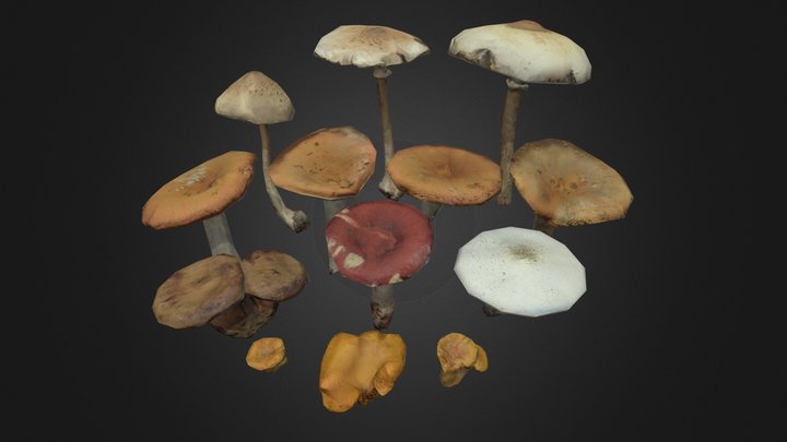 Forest Mushrooms Vol. 2 3D Model