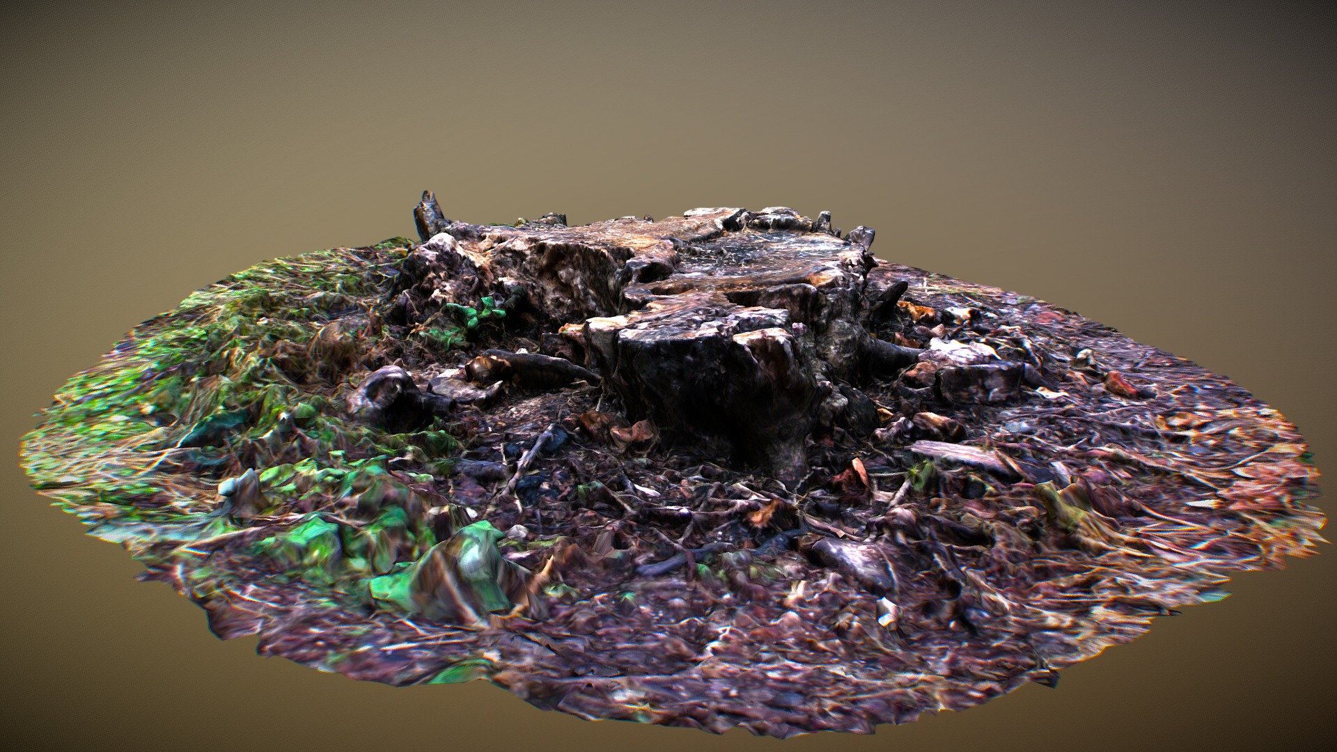 Old Stump 3