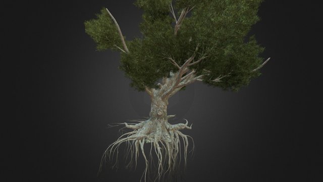 Gnarled African olive tree 3D Model