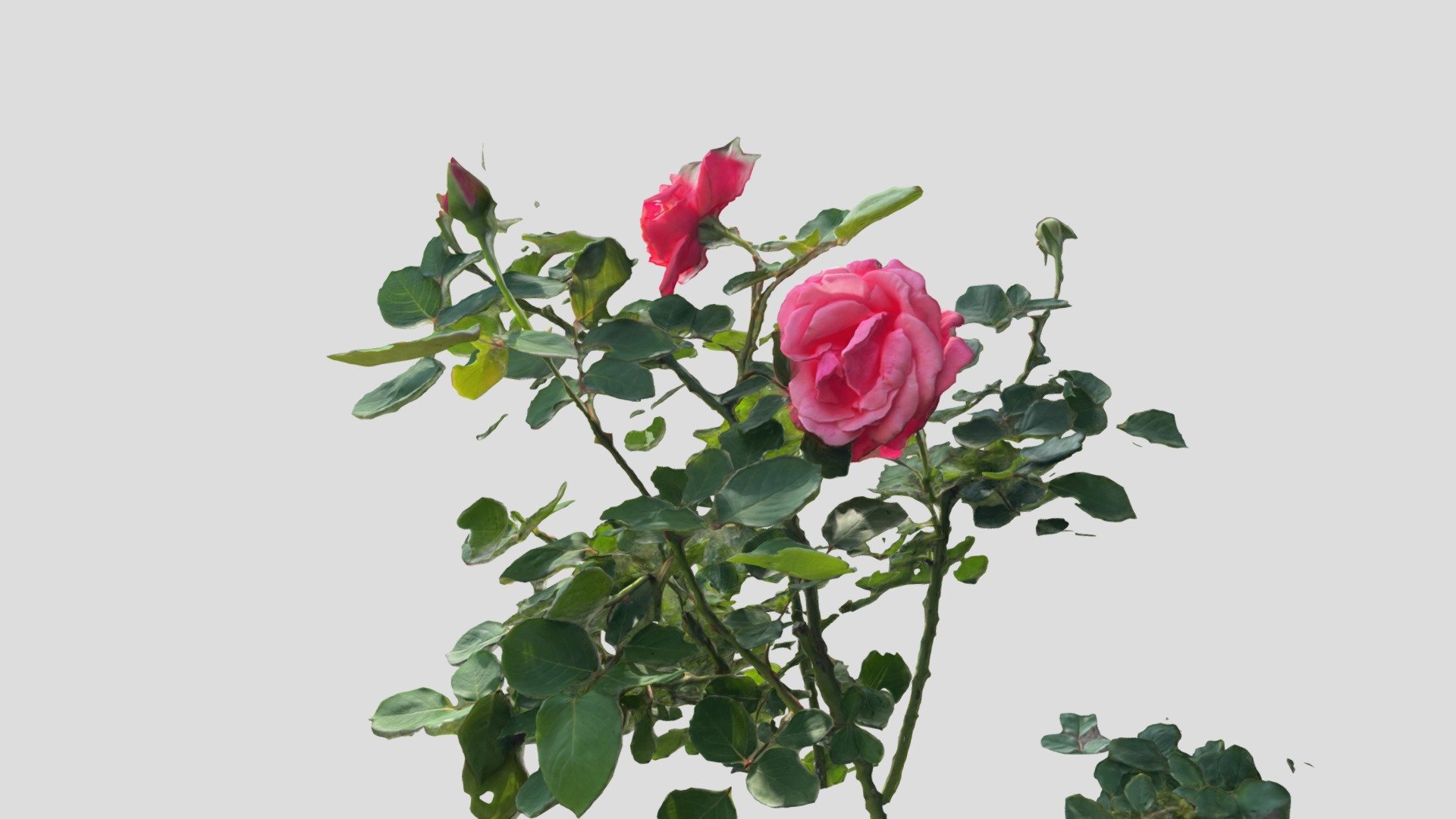 rose - Buy Royalty Free 3D model by haibo (@haibo545001) [5009188 ...
