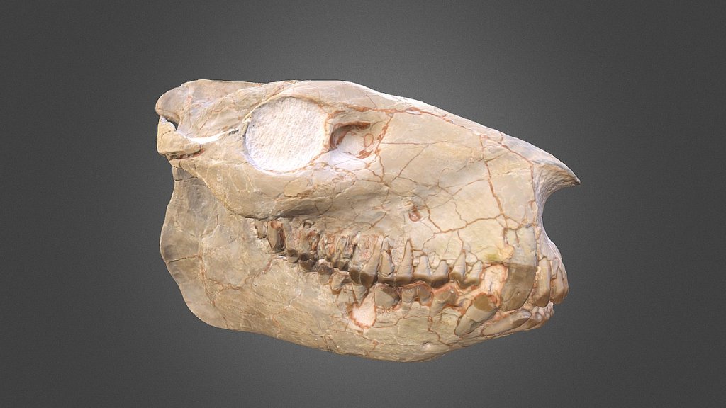 Scanned Oreodont Skull