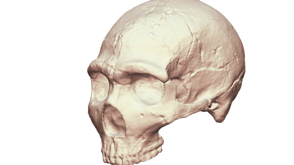 Amud 1 Neanderthal Skull Reconstruction