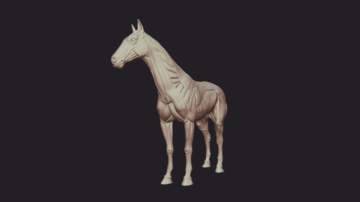Equine- Horse Anatomy 3D Model