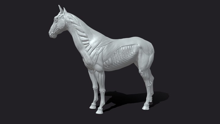 Equine- Horse Anatomy 3D Model
