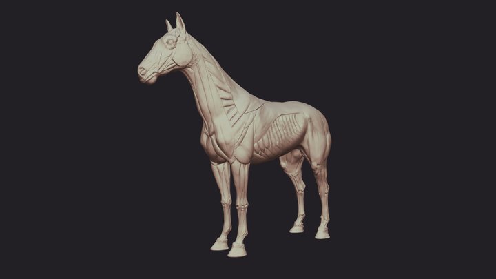 Equine- Horse Anatomy 3D Model