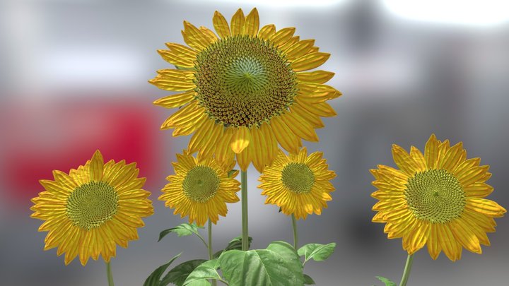 Sunflower plant 3D Model