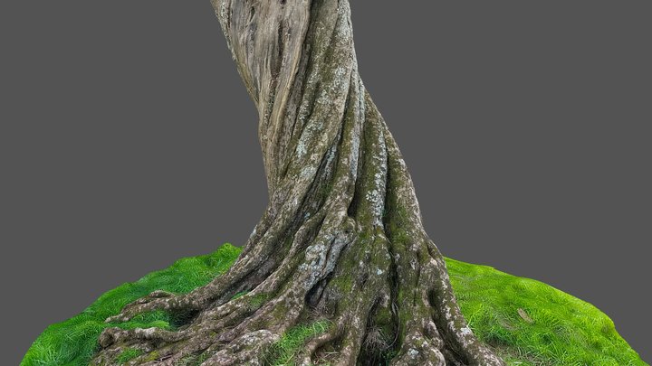 Olive Tree 1 3D Model