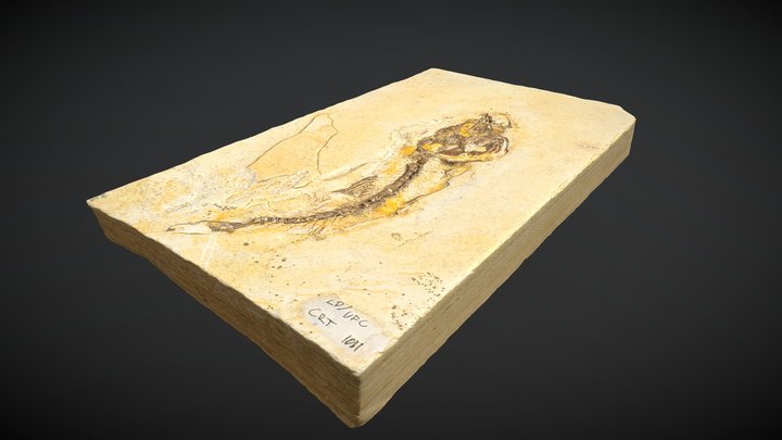 Fóssil 0001 3D Model