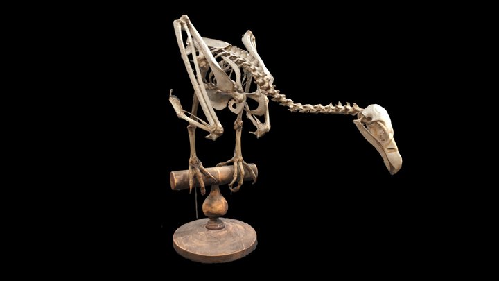 Squelette entier de Vautour (espèce inconnue) 3D Model