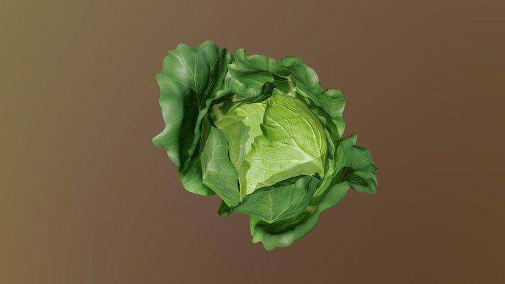 Cabbage 3D Model