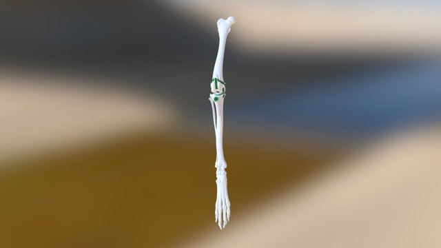 Canine Hind Limb Ligaments 3D Model