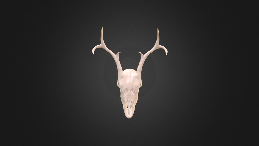 Stag_Skull