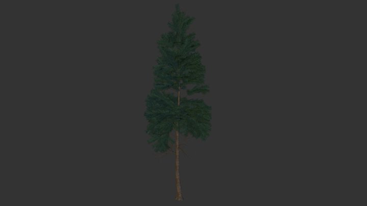 Pacific Fir 3D Model