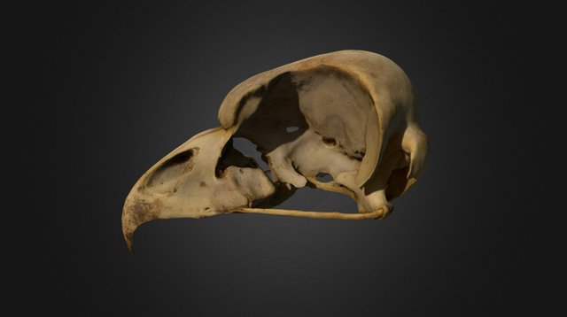 Bubo virginianus (Great Horned Owl) Skull – Free 3D Model STL