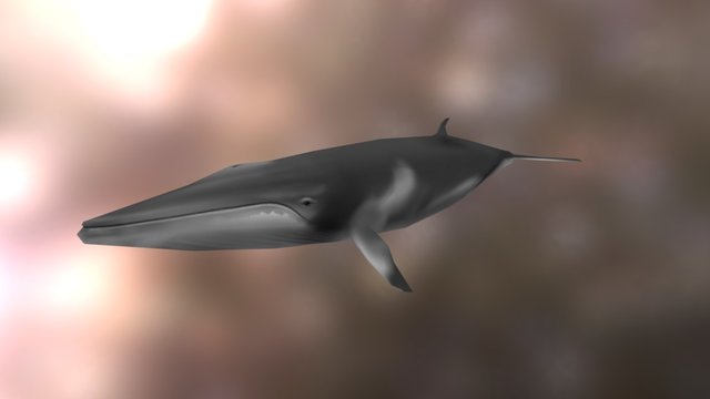 Stylized Minke Whale 3D Model