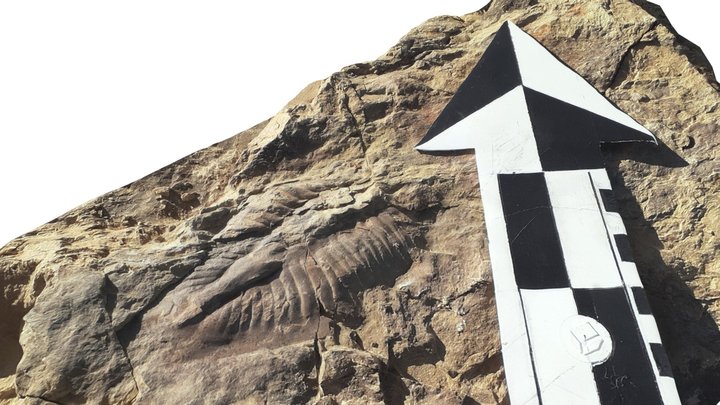 Fósil de Trilobite 3D Model