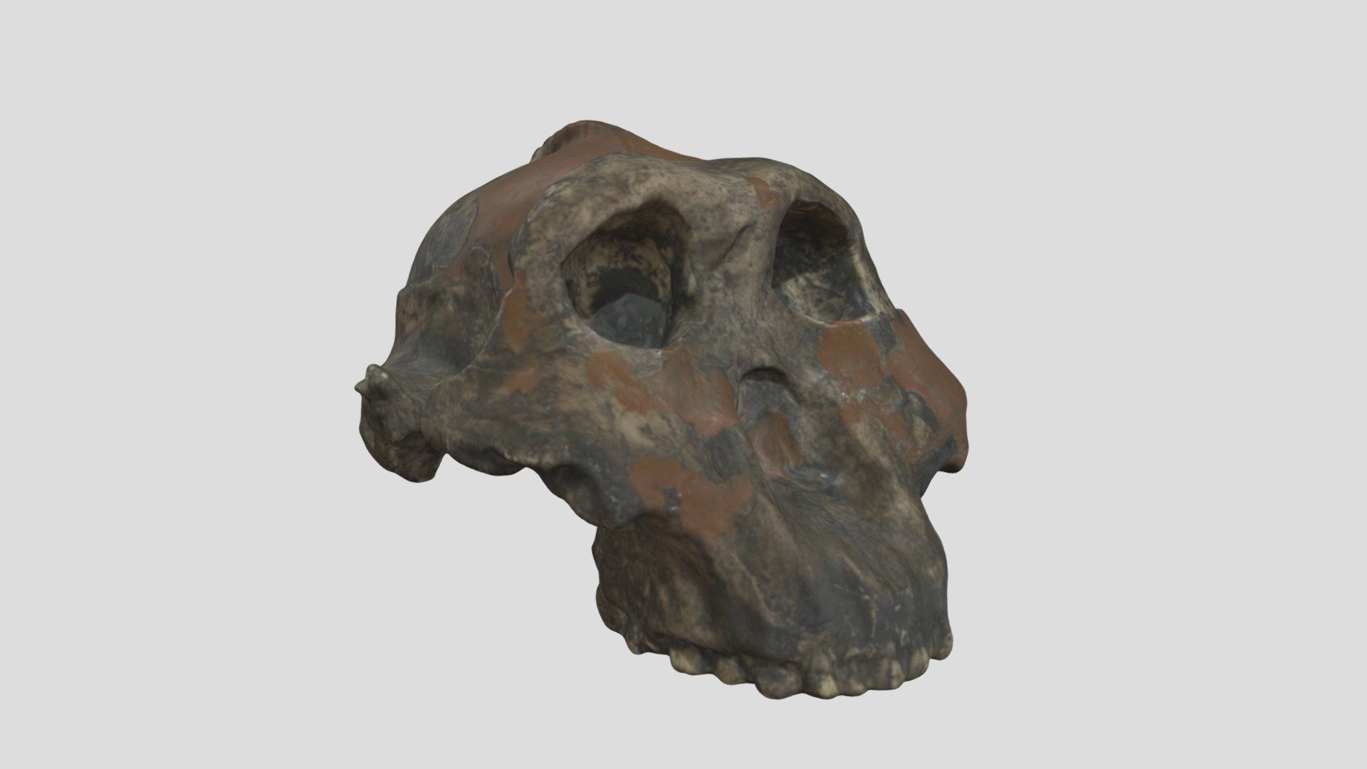 Crâne 32