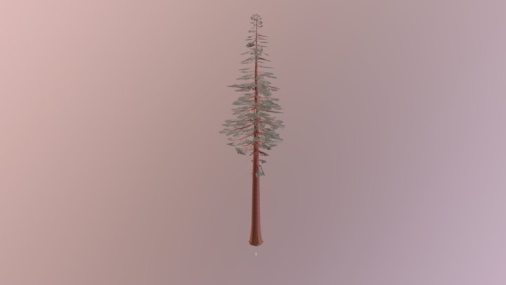 Sequoia Sempervirens 3D Model